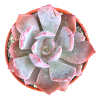 Echeveria 'Mazarine'