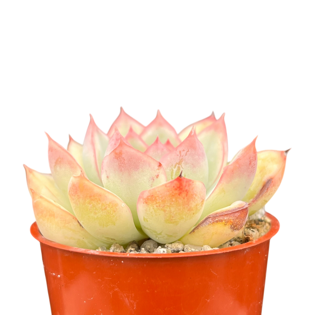 Echeveria 'Apus'