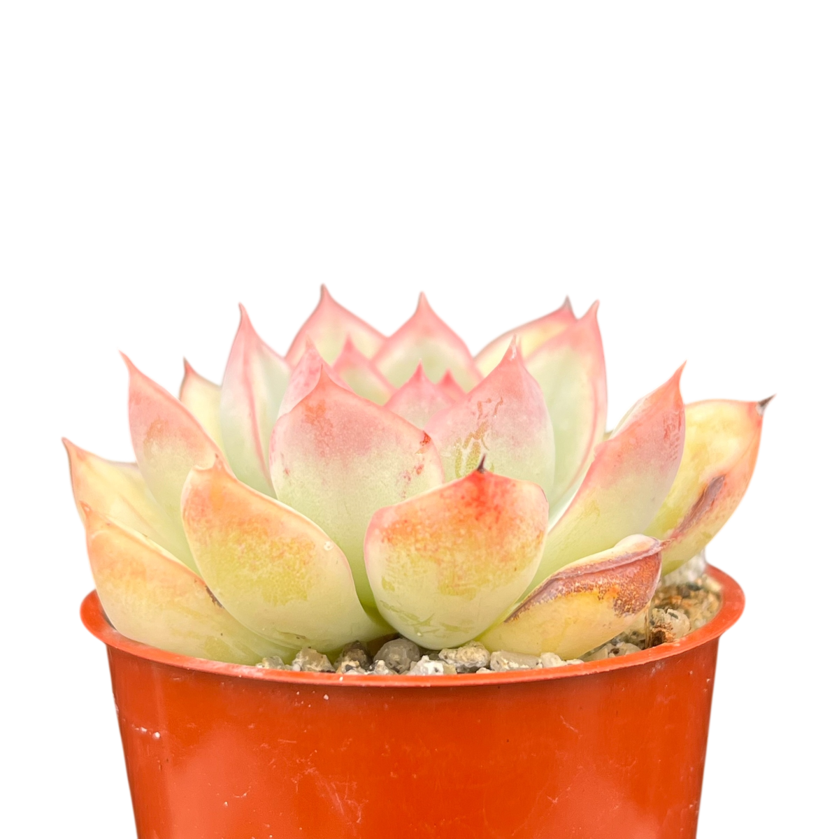 Echeveria 'Apus'