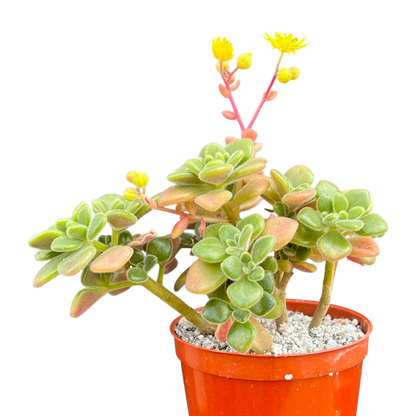 Aichryson tortuosum
