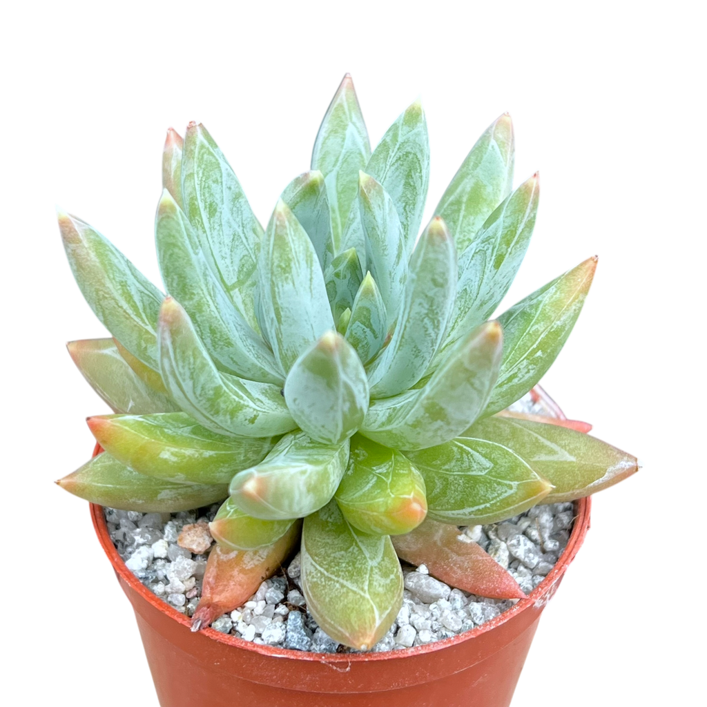 x Pachyveria 'Yvonne'