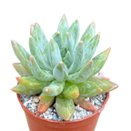 x Pachyveria 'Yvonne'