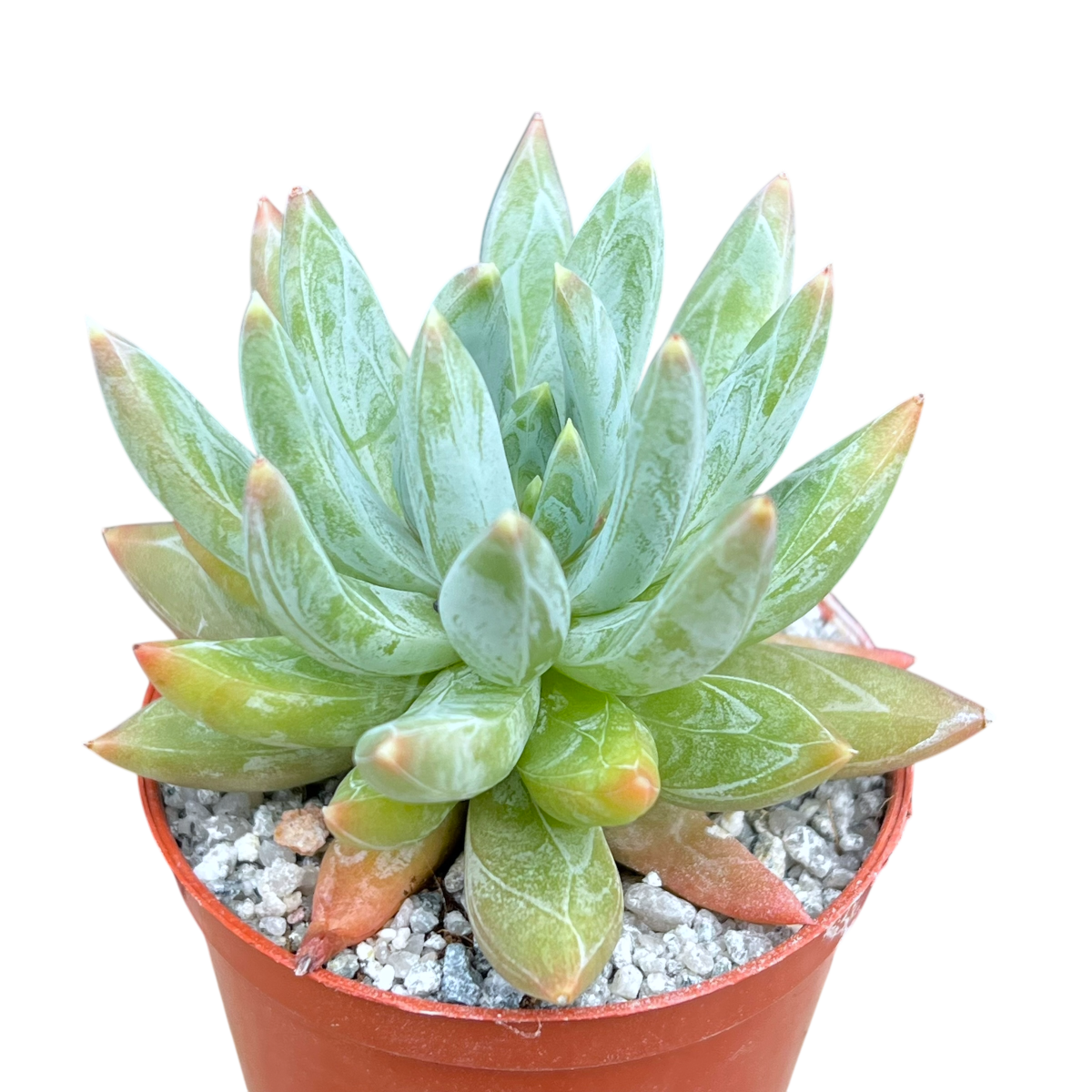 x Pachyveria 'Yvonne'