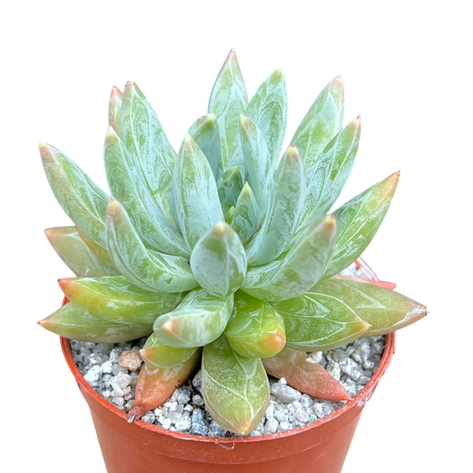 x Pachyveria 'Yvonne'