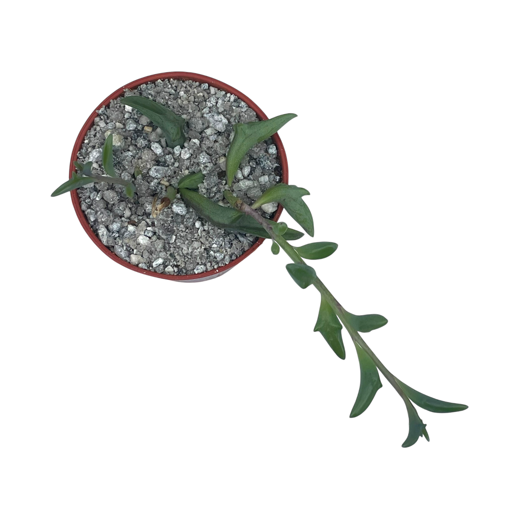 Curio peregrinus | String of Dolphins