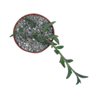 Curio peregrinus | String of Dolphins