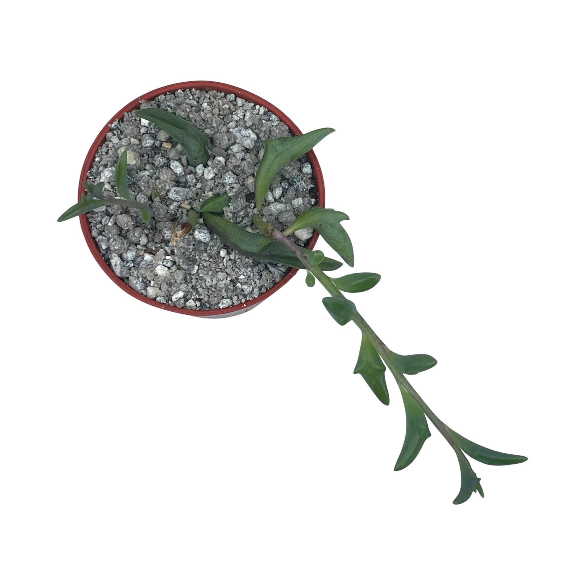 Curio peregrinus | String of Dolphins