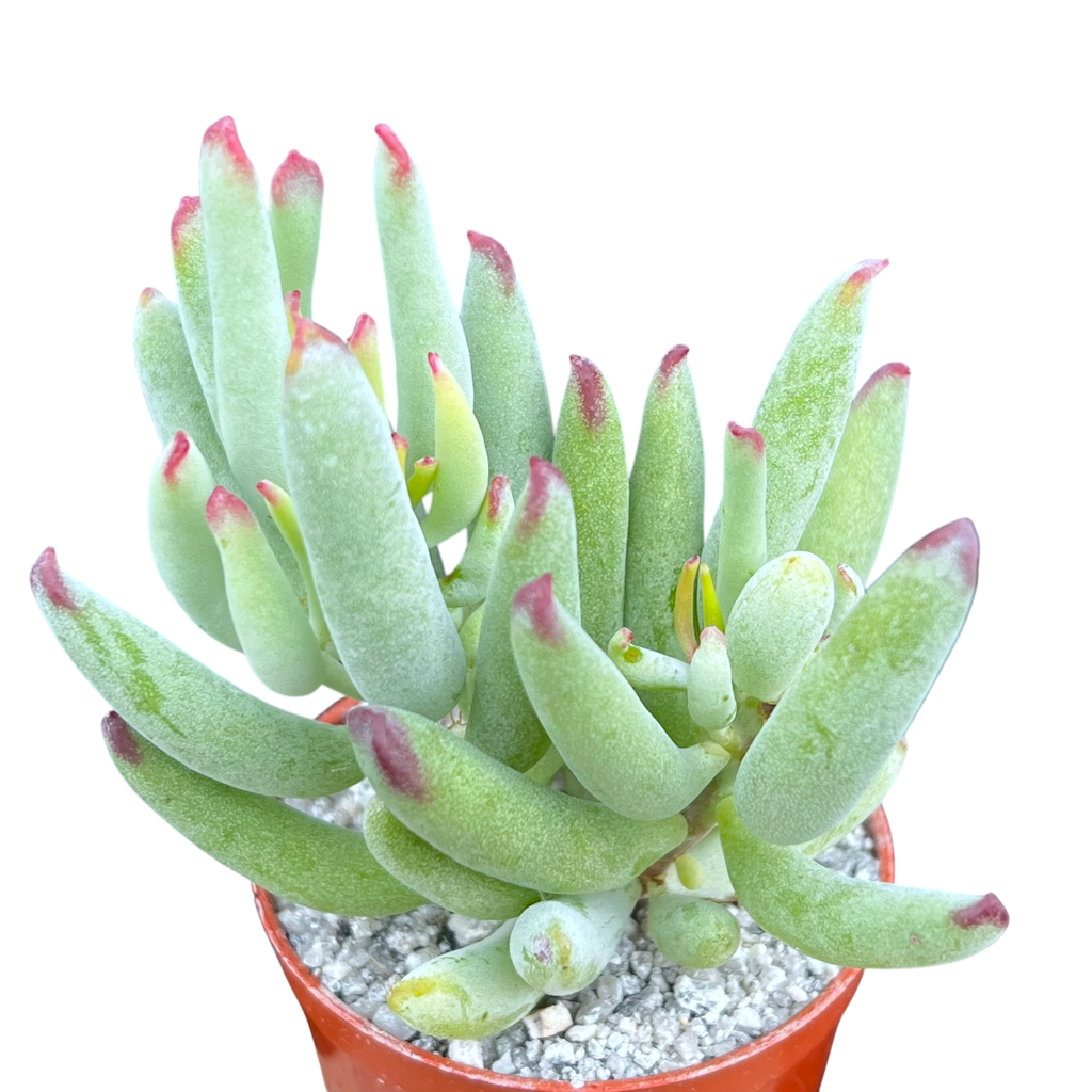 Cotyledon orbiculata var. flanaganii