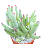 Cotyledon orbiculata var. flanaganii