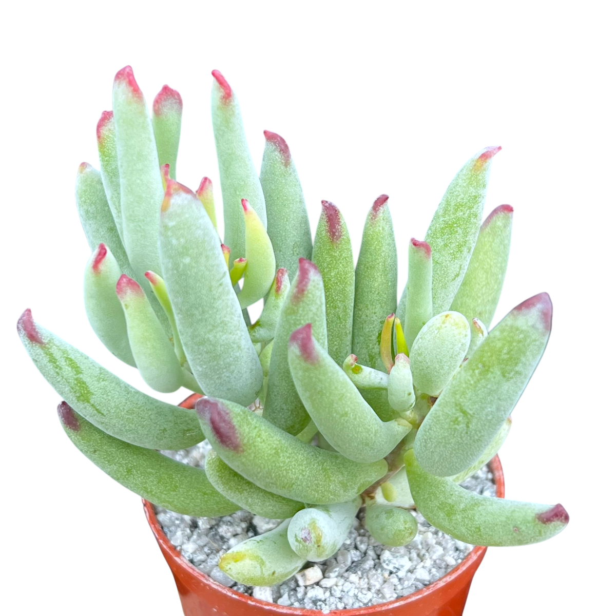 Cotyledon orbiculata var. flanaganii