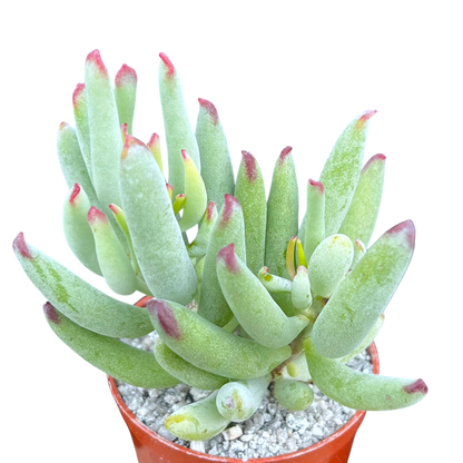 Cotyledon orbiculata var. flanaganii