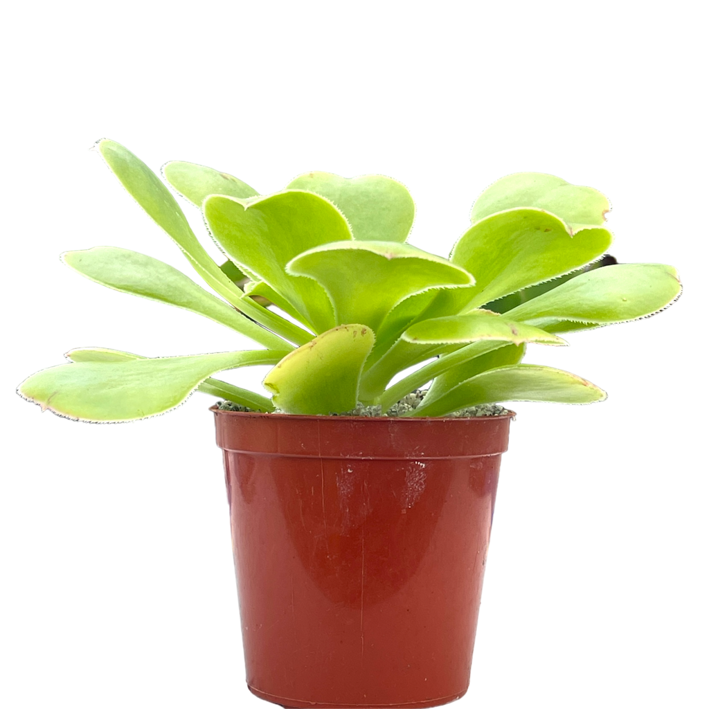 Aeonium arboreum v. magnificum