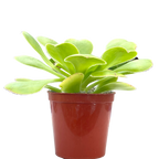 Aeonium arboreum v. magnificum