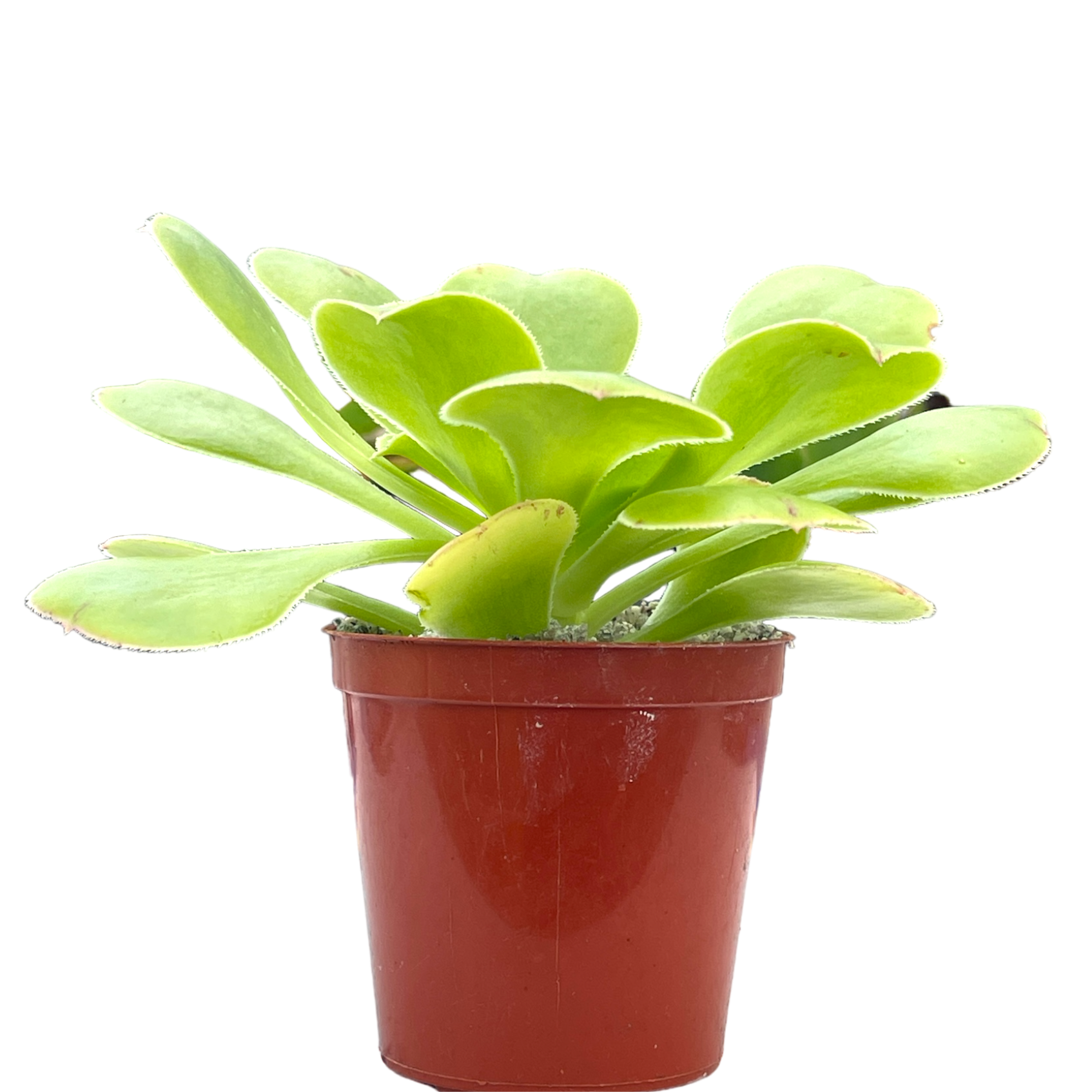 Aeonium arboreum v. magnificum