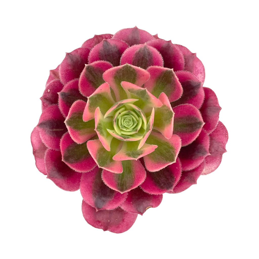 Aeonium 'Pink Witch'