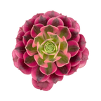Aeonium 'Pink Witch'