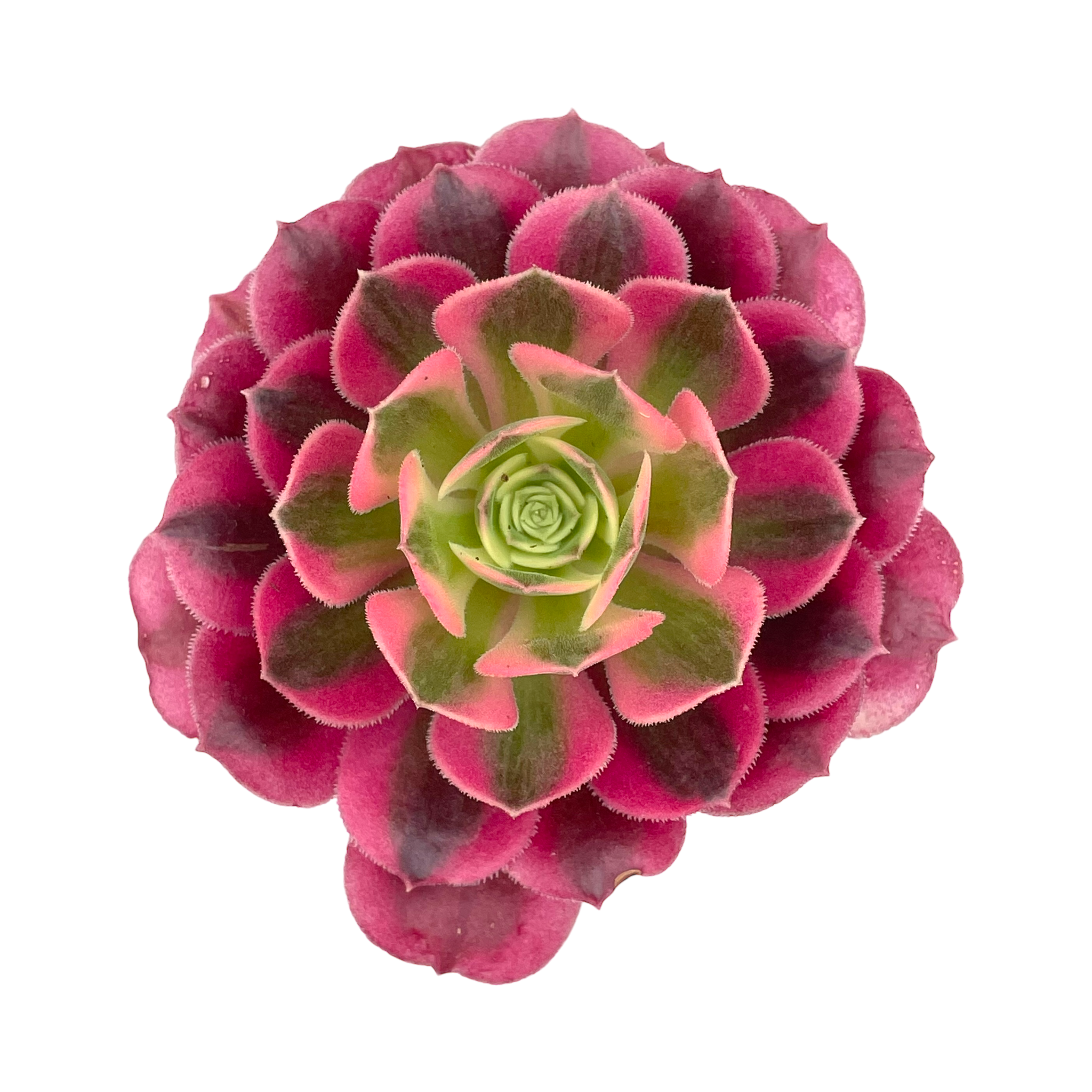 Aeonium 'Pink Witch'