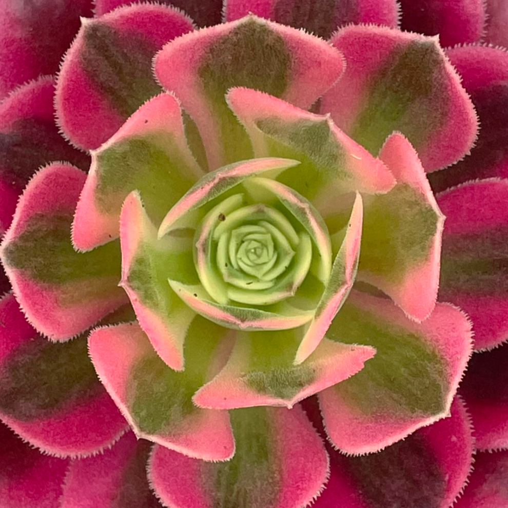 Close-up of a succulent with pink and green leaves