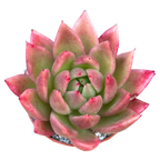 Echeveria agavoides 'Miranda'