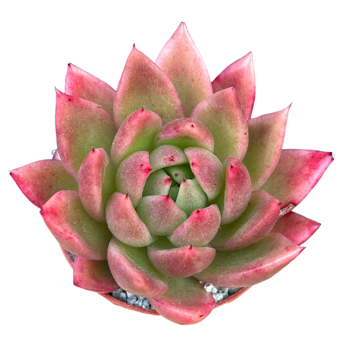 Echeveria agavoides 'Miranda'