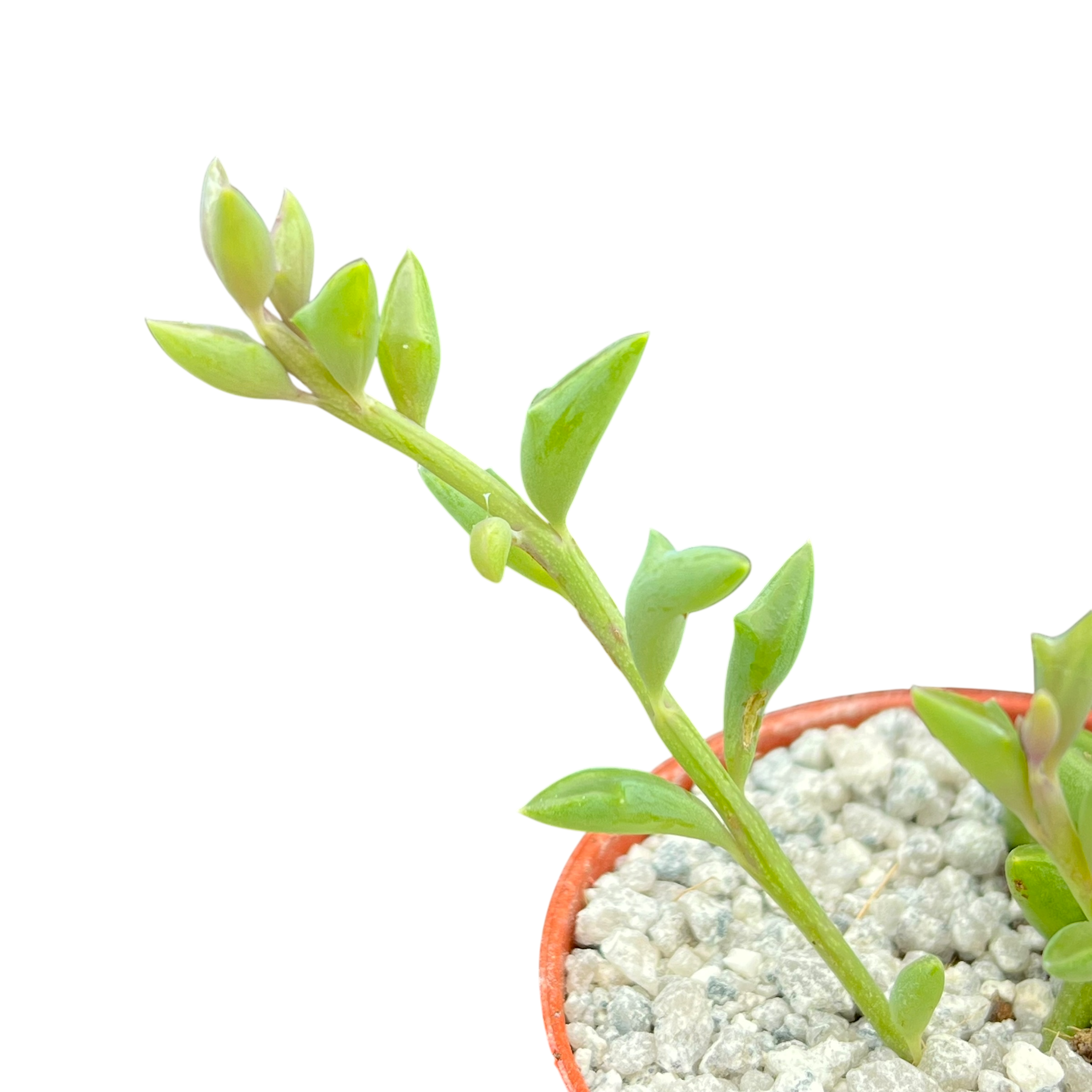 Curio peregrinus | String of Dolphins