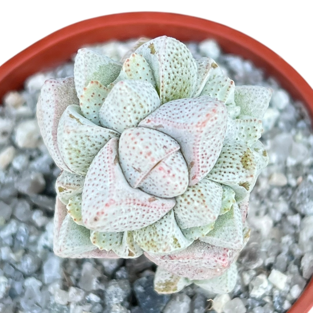 Crassula deceptor