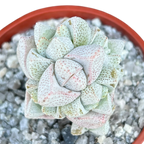 Crassula deceptor
