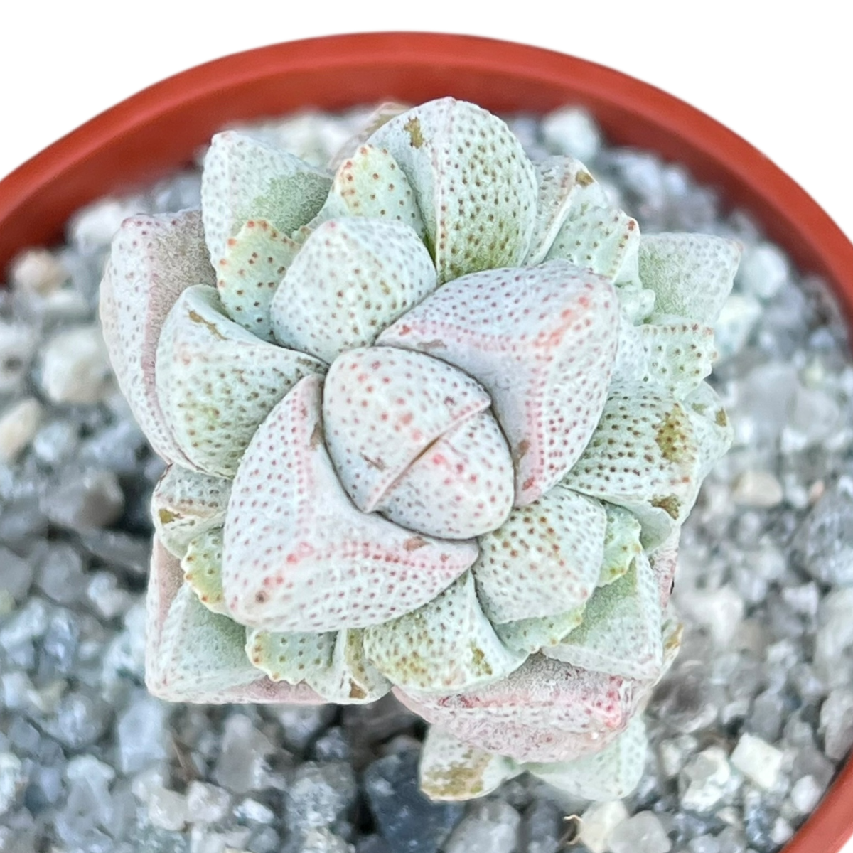 Crassula deceptor