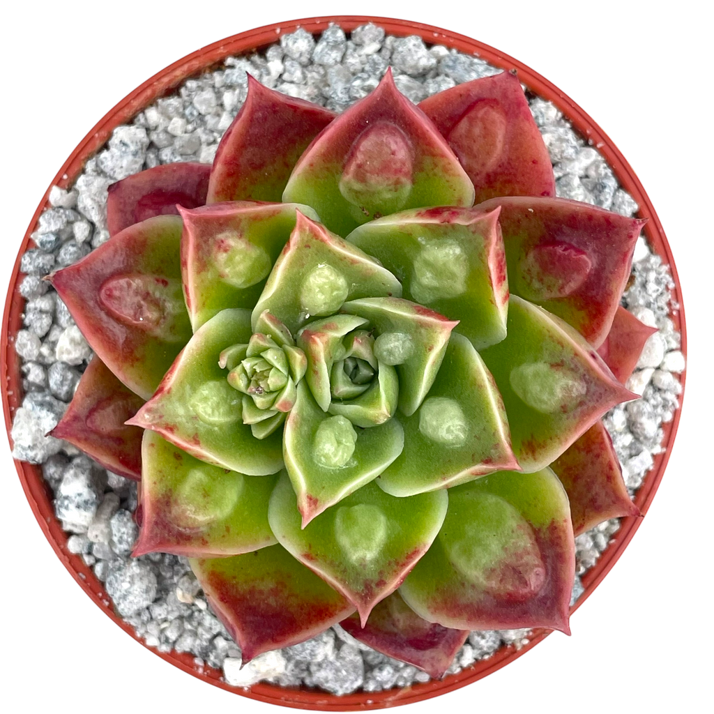 Echeveria longissima (Bumpy Form)