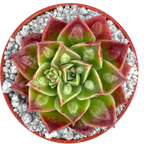 Echeveria longissima (Bumpy Form)