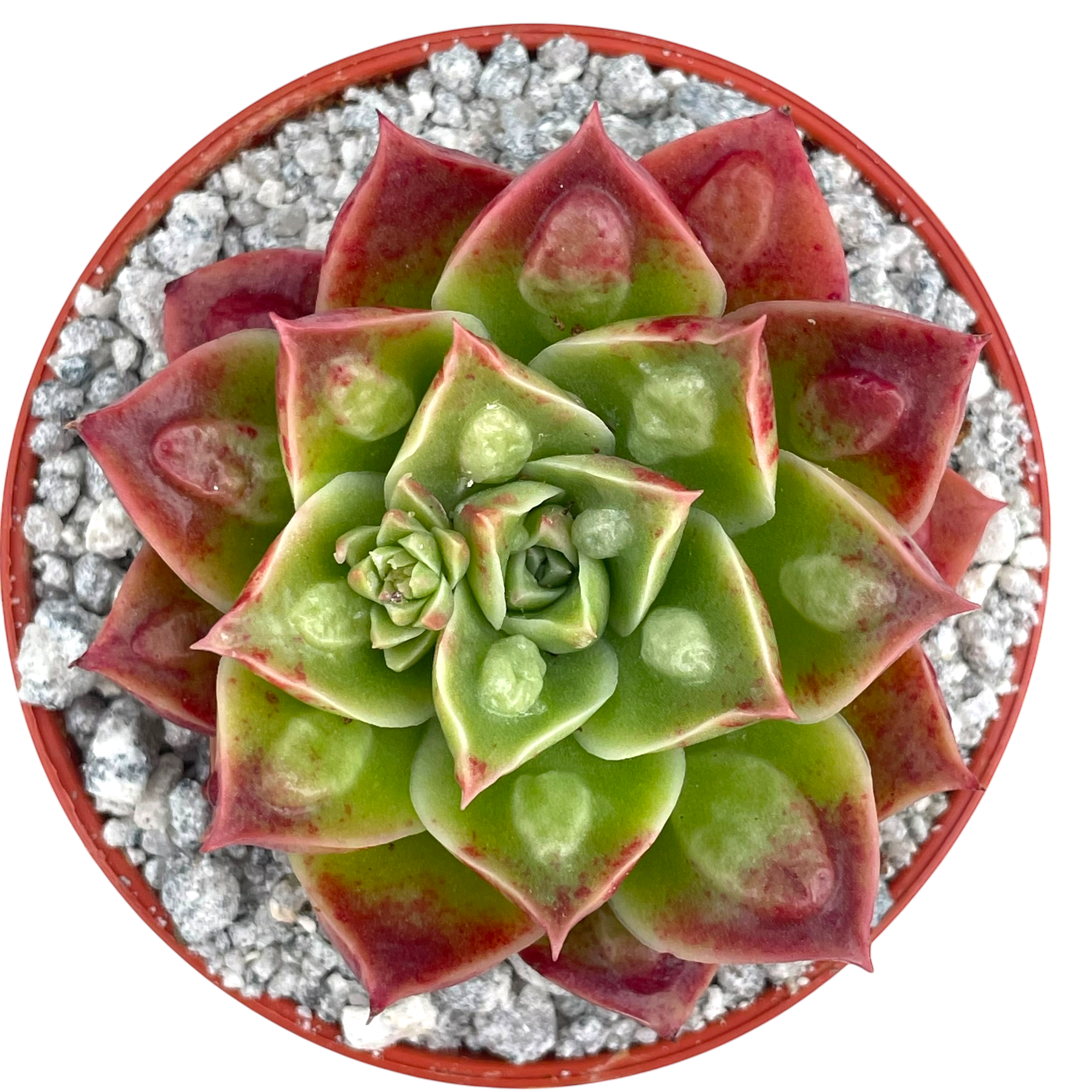 Echeveria longissima (Bumpy Form)