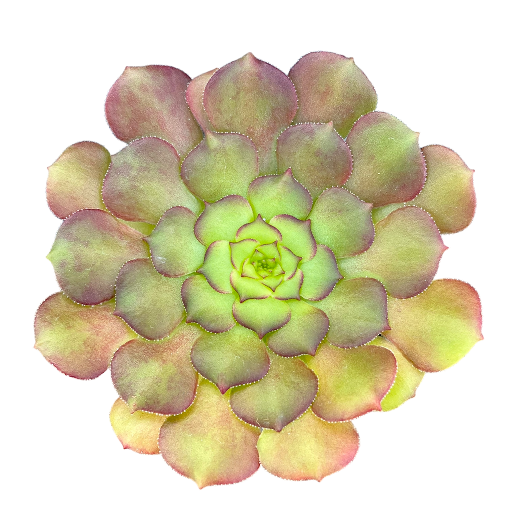 Aeonium glandulosum
