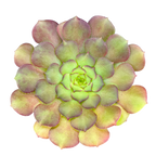 Aeonium glandulosum