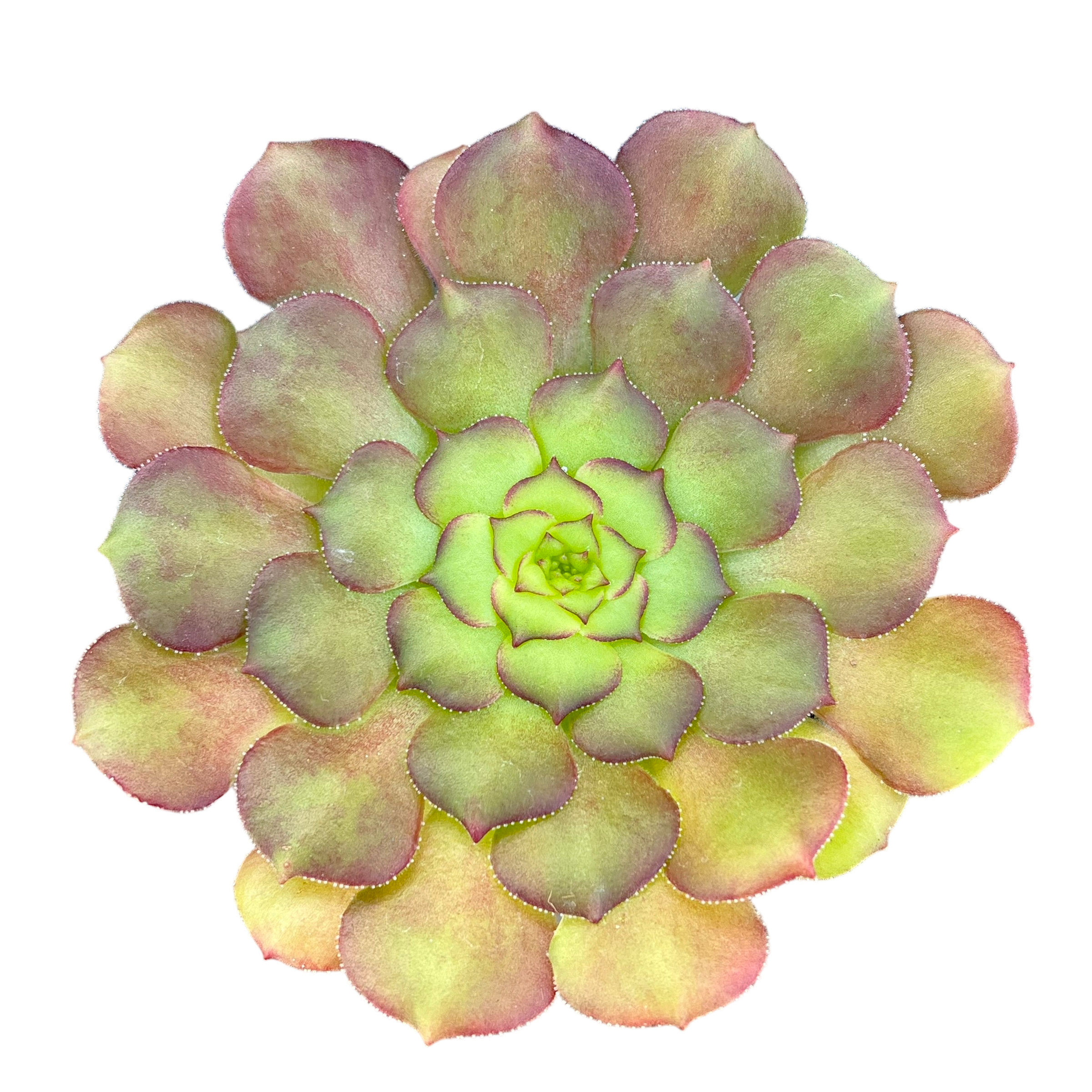 Aeonium glandulosum