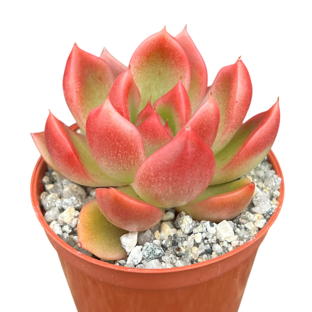 Echeveria x gilva 'Red'
