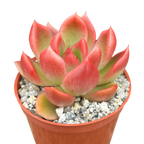 Echeveria x gilva 'Red'