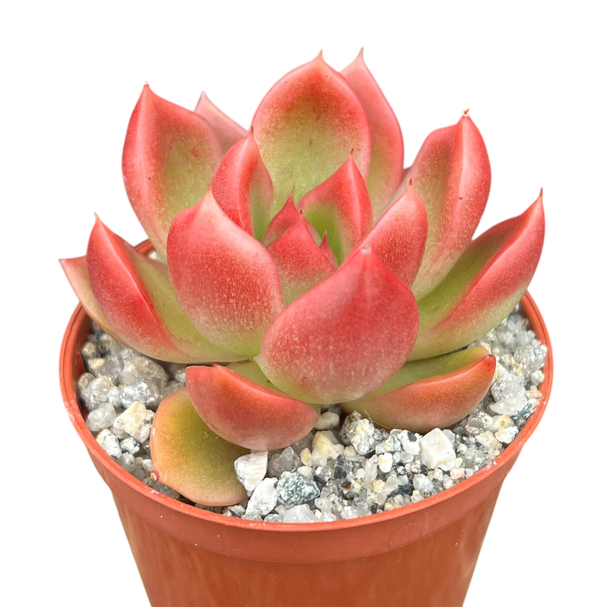 Echeveria x gilva 'Red'
