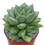Echeveria agavoides 'Van Kepple'