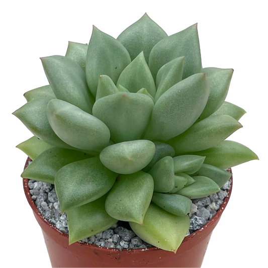 Echeveria agavoides 'Van Kepple'