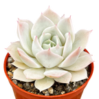 Echeveria 'Fleur Blanc'
