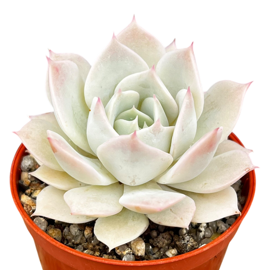Echeveria 'Fleur Blanc'