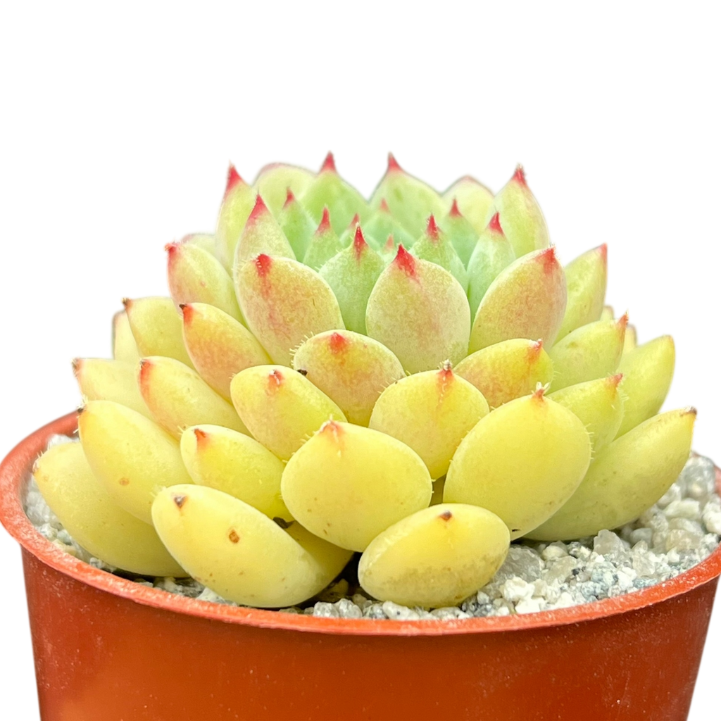 Echeveria 'Galaxy Starlet'