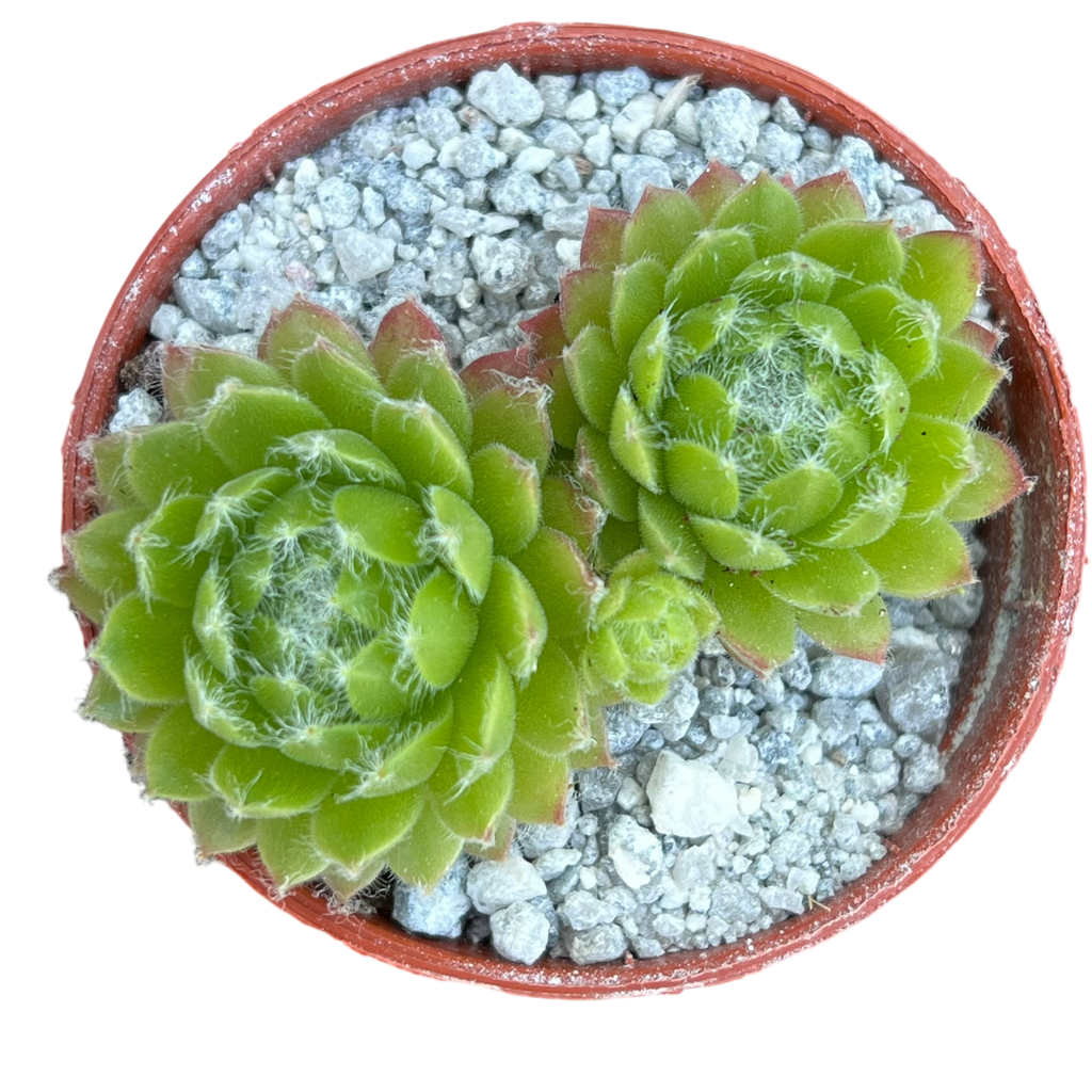 Sempervivum 'Zilver Moon'