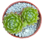 Sempervivum 'Zilver Moon'