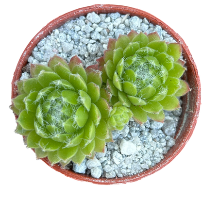 Sempervivum 'Zilver Moon'