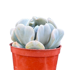 Echeveria 'Topsy Turvy'