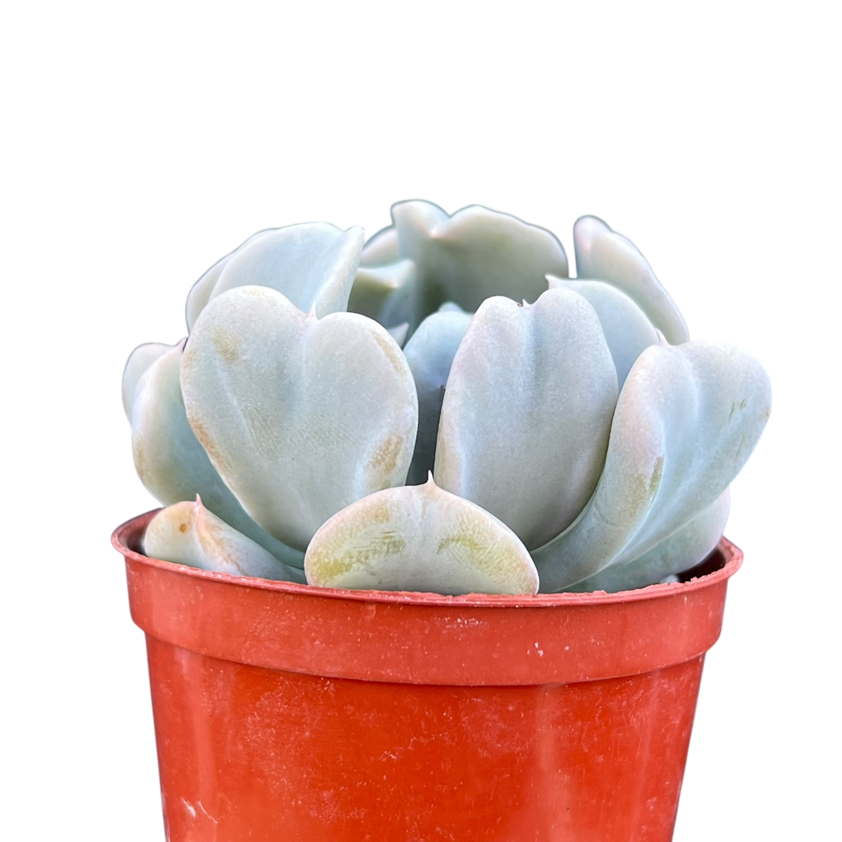 Echeveria 'Topsy Turvy'