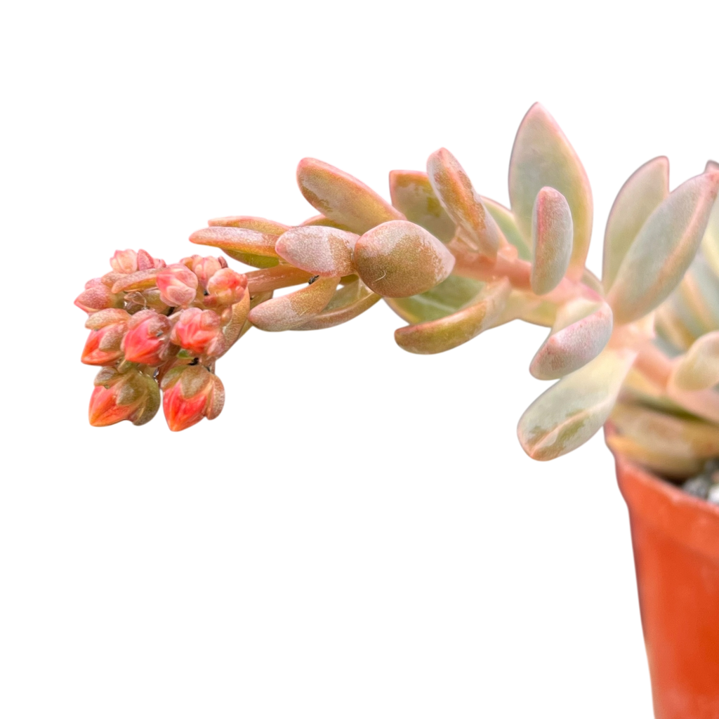 x Graptoveria 'Pik Ruza'