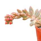 x Graptoveria 'Pik Ruza'