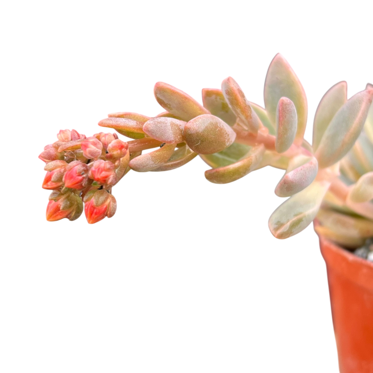 x Graptoveria 'Pik Ruza'